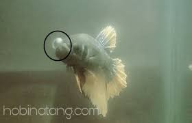 9 Penyakit Ikan Cupang Dan Cara Pengobatannya Hobinatang