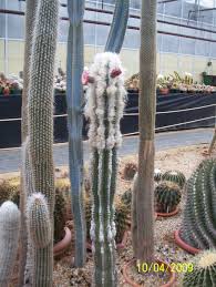 Image result for Cephalocereus