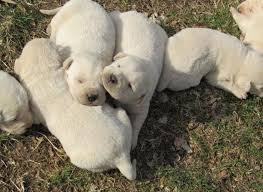 We are a lab breeder in alabama with puppies for sale!. White Lab Puppies For Sale In Cullman Alabama Classified Americanlisted Com