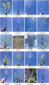 Image result for Salvia stenophylla