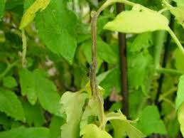 Image result for tomato seedling botrytis