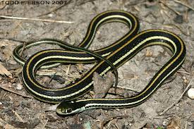 Eastern ribbon snakes mate soon after emerging from hibernation in the spring. Western Ribbon Snake Encyclopedia Of Life