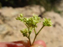 Image result for Gymnosporia senegalensis