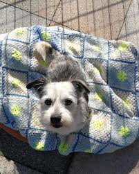 Trova cani in adozione, cani in regalo, gattini in regalo, gatti da adottare, cuccioli, gattini o anziani in cerca di casa. Adottabile In Piemonte E Lombardia Cani Taglia Piccola Facebook