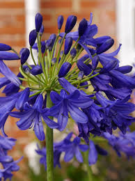 Agapanthus Flower Of Love Worfield Plants