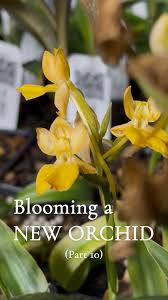 Image result for Habenaria aberrans