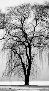 Download free pohon png images. Detail Gambar Pohon Lanskap Hitam Dan Putih Wallpaper Sc Iphone7plus
