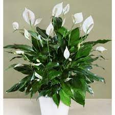 Untuk pengetahuan semua, pokok bunga hydrangea merupakan pokok hiasan yang sesuai hidup di kawasan tanah tinggi. Pokok Hiasan Lily Indoor Dn Outdoor Pokok Hidup Shopee Malaysia