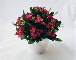 Arranjo Flores Kalanchoe Tuscan Decorating Plants Decor