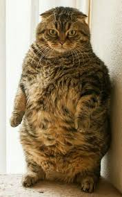 Mencegah resiko gangguan pencernaan pada kucing anda. Cara Membuat Kucing Gemuk Love Cat S