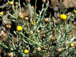 Image result for Pentzia incana