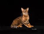 Toygers For Sale | Toyger Cat Club