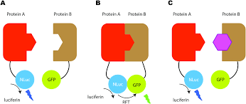 Plant biotechnology has gained importance in the recent past for augmenting the quality and quantity of agricultural, horticultural, ornamental plants, and in manipulating the plants for improved agronomic performance. Applications Of Bioluminescence In Biotechnology And Beyond Chemical Society Reviews Rsc Publishing