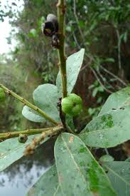 Image result for Croton pseudopulchellus