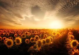 Download hd wallpapers for free on unsplash. Sunflowers Sunset Garden Wallpapers Hd Desktop And Mobile Backgrounds