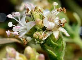 Image result for Cressa cretica