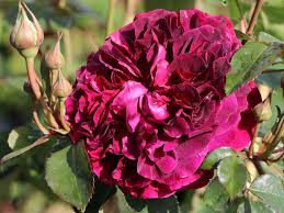 Bilder finden, die zum begriff pfingstrosen passen. Englische Rose William Shakespeare 2000 Fur Deinen Garten