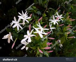 Image result for Jasminum multipartitum