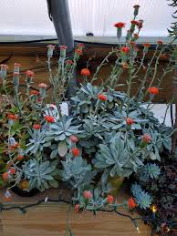 Image result for Kleinia