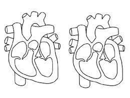 A heart template or stencil can be used as a pattern for a craft project, a holiday decoration, or even as a coloring page that the kids can decorate. Human Heart Coloring Page By Steven S Social Studies Tpt