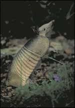 We did not find results for: Tpwd Armadillos Introducing Mammals To Young Naturalists