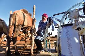 With regards to calorie, and carb content, camel milk is practically. Developing Camel Milk Production On The Silk Road Youlin Magazine