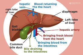 We did not find results for: Liver Cancer Treatment Miskawaan Integrative Cancer Care