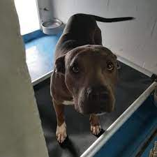 While living in gainesville, tessa began working at pet paradise gainesville where she found the tessa has three pets: Pin By Victoria Larson On Sos Save Our Seniors Staffordshire Terrier American Staffordshire Terrier Pet Adoption
