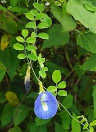 Image result for Clitoria