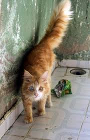 Fight Till You Join Your Ancestors Or Die Trying Warrior Cat Roleplay