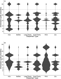 Image result for Belonophora coffeoides