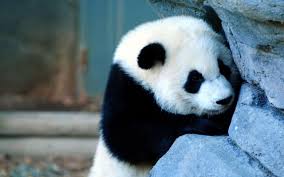 Download and use 100+ squirrel stock videos for free. Panda Wallpaper Pictures Hd Images Free Photos 4k For Android Apk Download