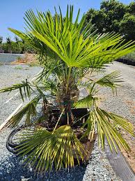 Image result for Washingtonia robusta