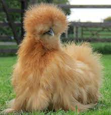 Cat with weight loss and a distended abdomen. Matase Japoneza Cum Se Cresc Si Ce Preturi Au Cele Mai Adorabile Gaini