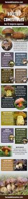 Grandedulis )olarak bilinen batı kuzey amerika türü, ilk. Los Mejores Boletus Comestibles La Casa De Las Setas