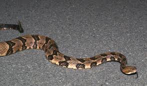 6 Most Dangerous Snakes In Georgia