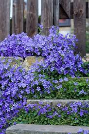 Campanula Poscharskyana Serbian Bellflower Trailing Bellflower Is A Semi Evergreen Trailing Perennial Valued For Its Lavender Blue Star Shaped Flowers Blumen Anbauen Garten Pflanzen Garten