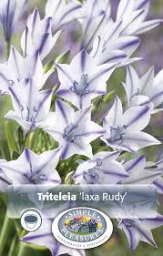 Image result for Tricalysia kivuensis