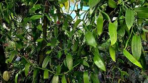 Image result for Vanilla grandifolia