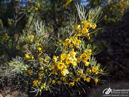 Image result for Senna artemisioides