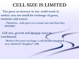 Do cells grow in size. The Cell Cycle Cell Size Is Limited Too Great An Increase In Size Could Result In Surface Area Too Small For Exchange Of Gases Nutrients And Wastes Ppt Download