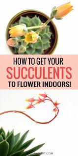 Not all succulents are suited for indoor growing. How To Get Your Indoor Succulents To Flower