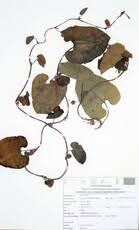 Image result for Aristolochia albida