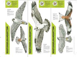 Van wikipedia, de gratis encyclopedie. Roofvogel Silhouetten Birds Birds Of Prey Animal Sculptures