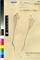 Image result for Eriospermum abyssinicum