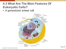 Different cell organelles and their functions. Cell Structure And Function Ppt Video Online Download