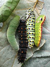 Black And White Striped Caterpillar With Yellow Sides Four Native Northeastern Swallowtail Caterpillars Side By Side For Comparison A Family Portr Monarch Butterfly Garden Butterfly Plants Butterfly Garden Plants