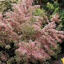 No plant is ever 100% deer proof, but here's flowering shrubs that will give you a better fighting chance. Sun To Part Shade Shrub Weigela Blooms On Last Season S Growth So Prune Soon After Flowering Plants That Like Shade Shade Shrubs Plants
