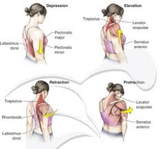 Pin On Physical Therapy Notes Dpt