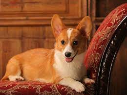 Die Hunde Queen Elizabeth Ii Und Ihre Corgis